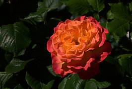 Bernhard Saalfeld - Gartenrose (2v9)